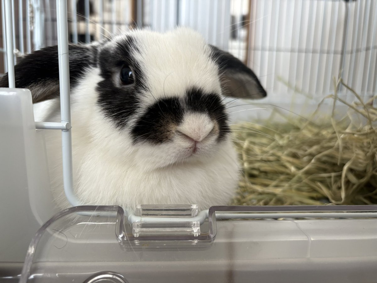 うさぎのミルちゃんꪔ̤̮ tweet media