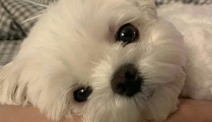 듀바바 tweet media