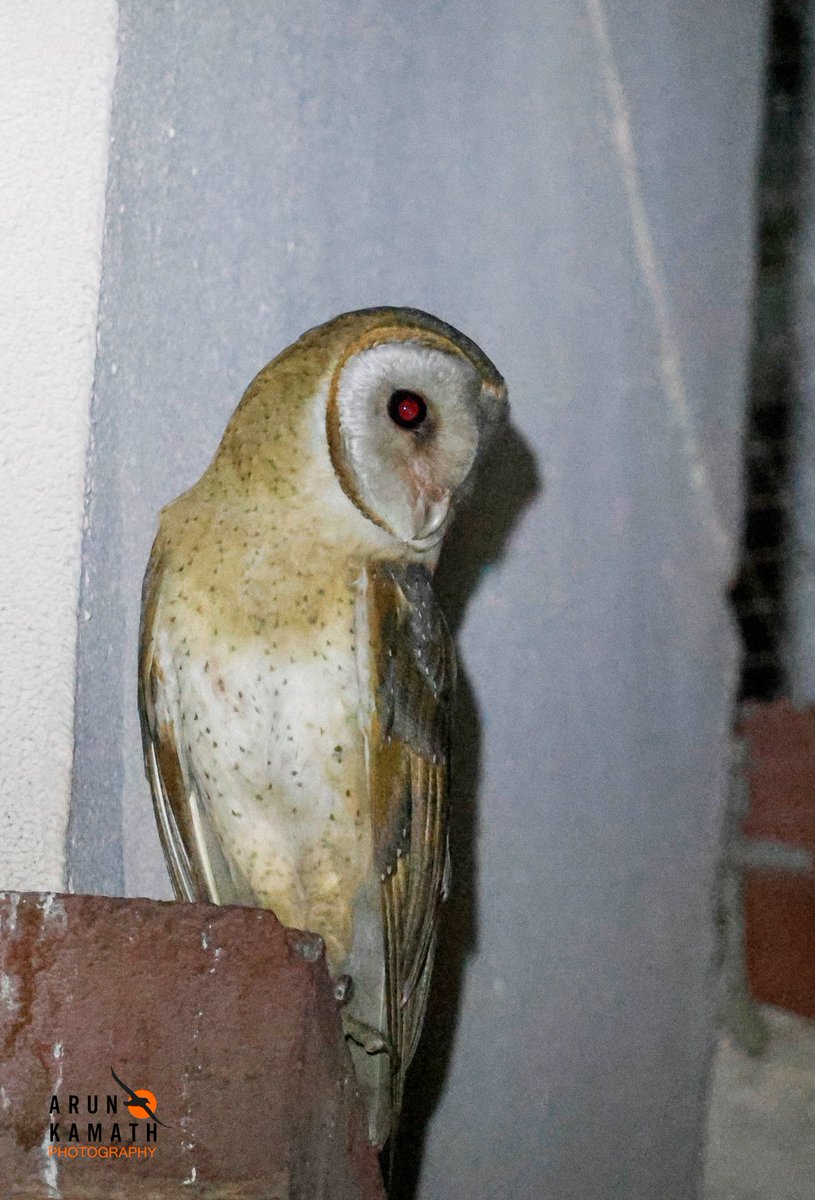 incognito9's tweet image. While shooting the fruit bats ( indian flying fox) from balcony last week we saw another bird fly and land to the building ledge. Behold the Barn Owl a resident one for today.

#indiaves #thephotohour #TwitterNatureCommunity #birds #birding #owl