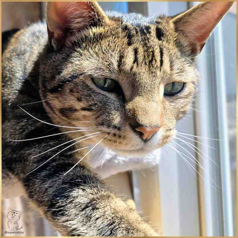 Phyllis Wheeler - Super Cat Joy tweet media