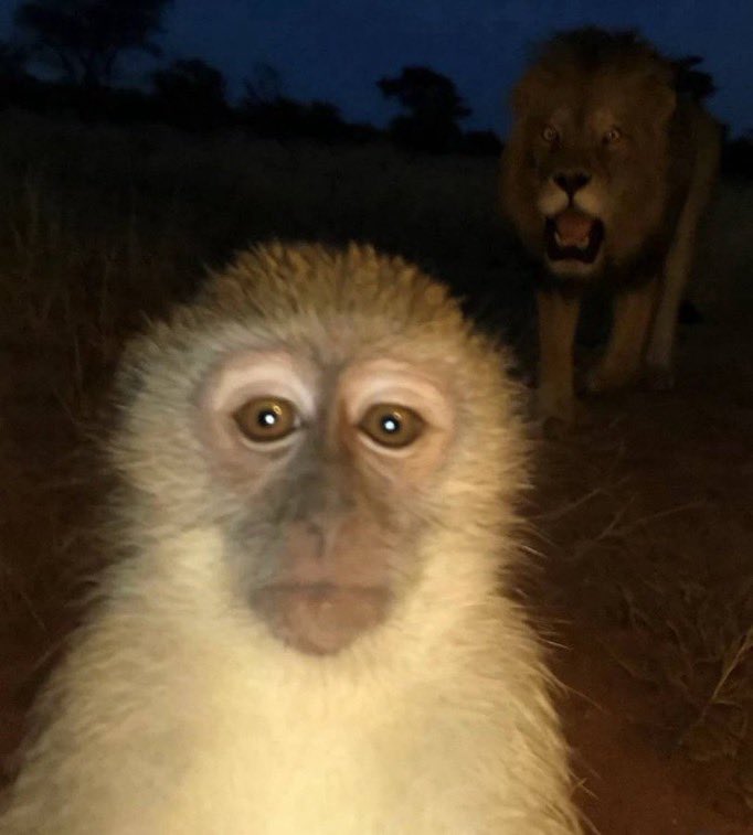 lailai ☆ tweet media