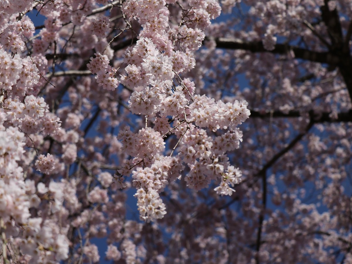takeshikanko's tweet photo. ○武石の花だより（令和8年4月8日時点）
詳細は武石観光協会HPへ！▶https://t.co/D10oCKJ8L2
#信州 #長野県 #上田市 #武石地域 #美ヶ原高原の麓 #開花状況 #撮影スポット #フォトスポット #ドライブ #ツーリング #マイウエダ #花桃 #桜 #信廣寺 https://t.co/KAy8uuWEZ0