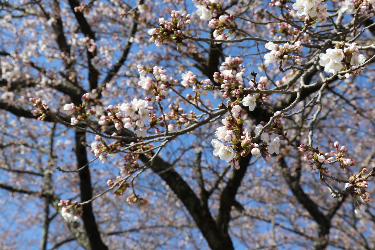 takeshikanko's tweet photo. ○武石の花だより（令和8年4月8日時点）
詳細は武石観光協会HPへ！▶https://t.co/D10oCKJ8L2
#信州 #長野県 #上田市 #武石地域 #美ヶ原高原の麓 #開花状況 #撮影スポット #フォトスポット #ドライブ #ツーリング #マイウエダ #花桃 #桜 #信廣寺 https://t.co/KAy8uuWEZ0