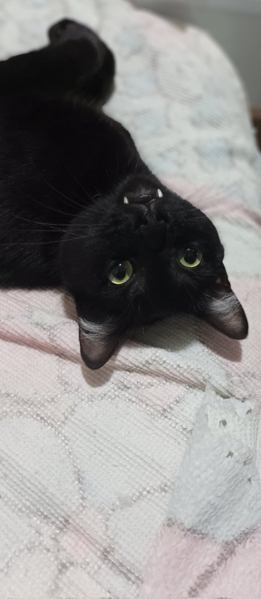fvckeddboy's tweet photo. @pterodaphs a minha gatinha foi achada na rua por uma ong e o meu gatinho peguei de uma pessoa que não podia cuidar, são tudo pra mim ❤️‍🔥 https://t.co/Ecsw7TJNaq