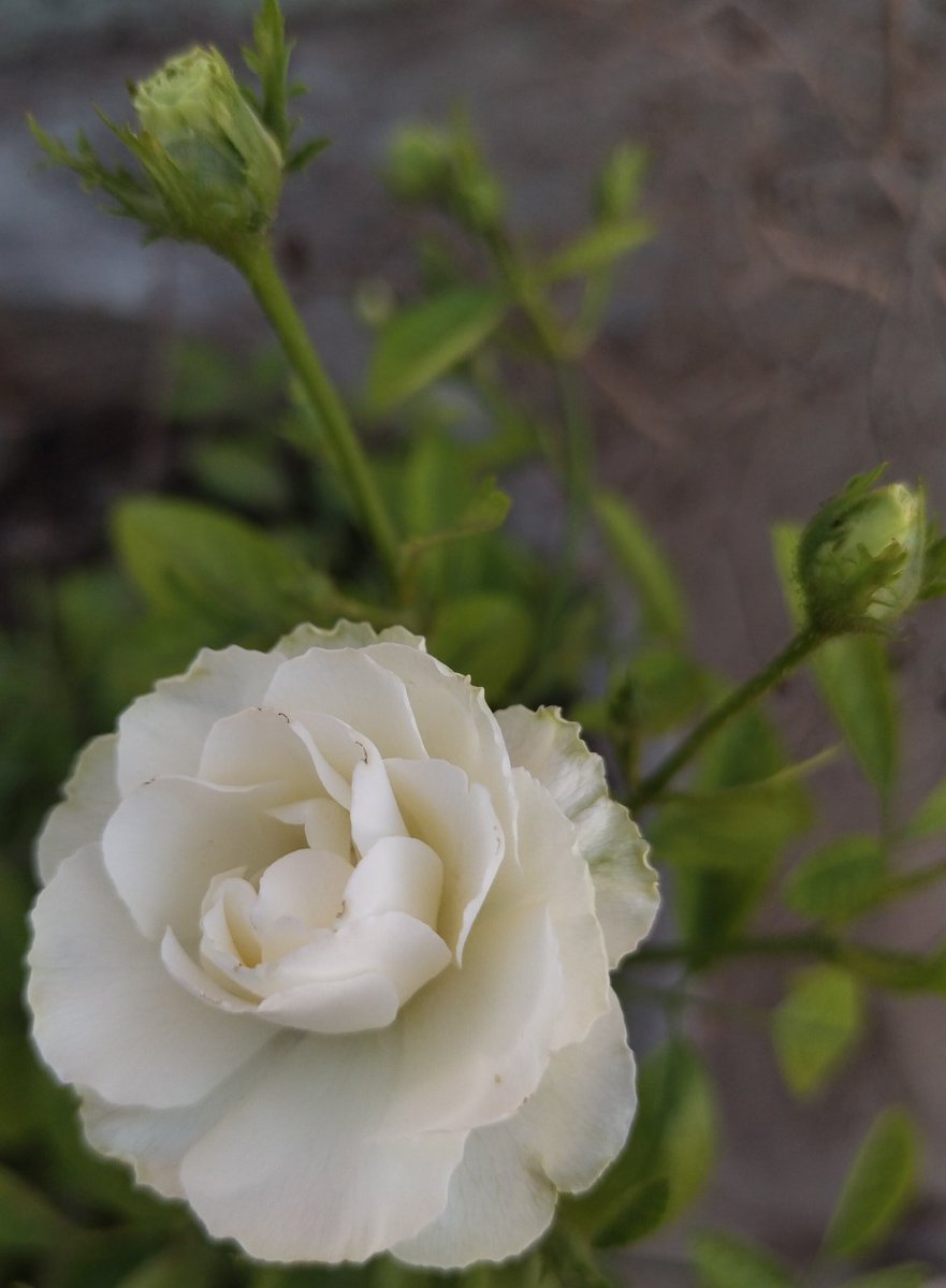 Dr Alka Ray tweet media