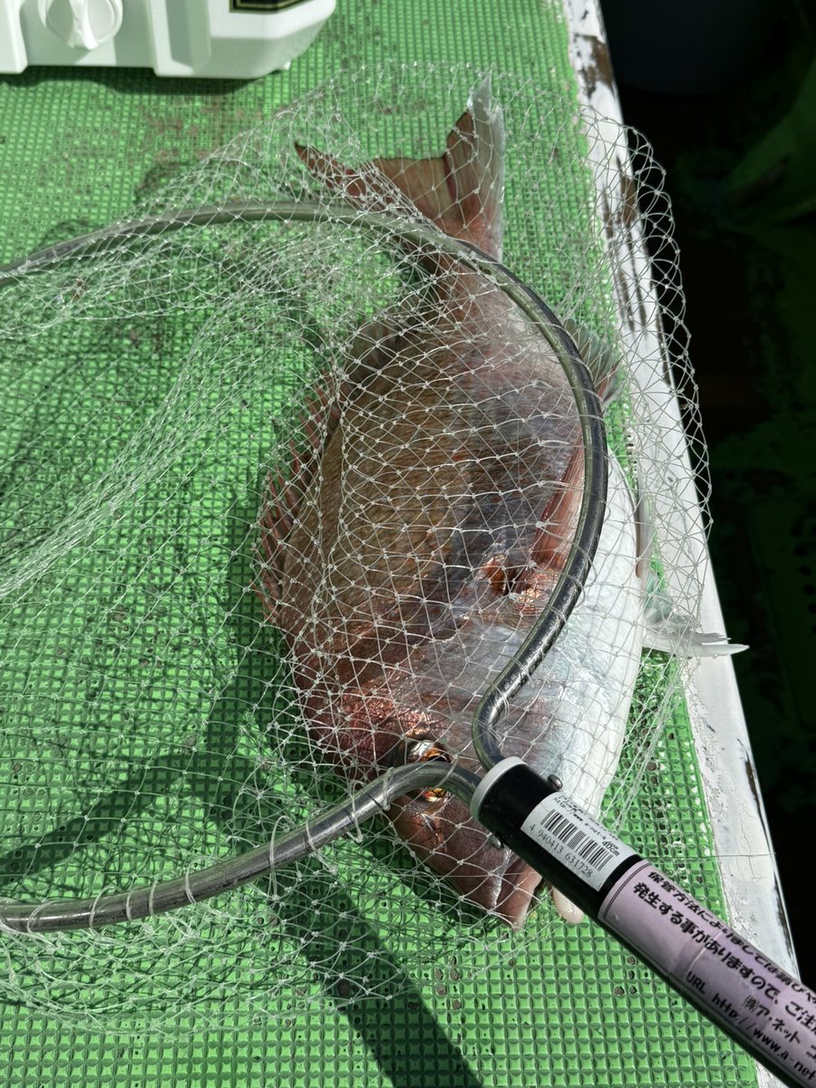 かさご tweet media