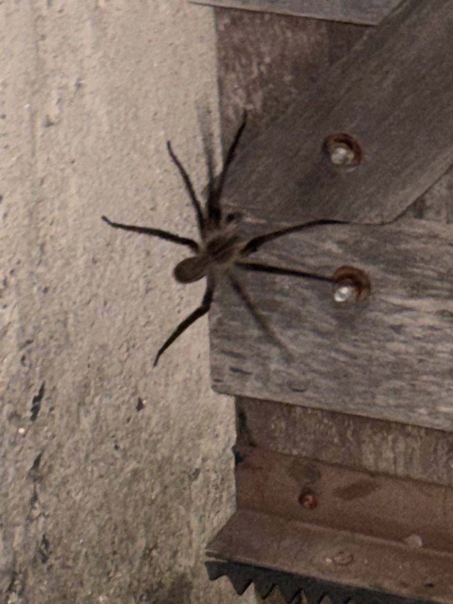 𝖆𝖖𝖚𝖆𝖗𝖎𝖚𝖝 tweet media