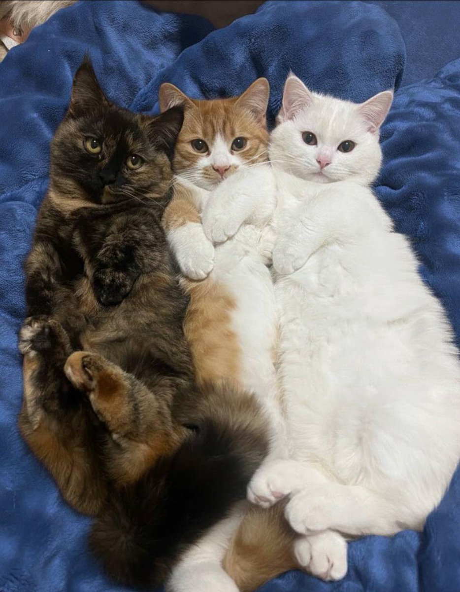 Bichinhos fofinhos pra quem ta cansado tweet media