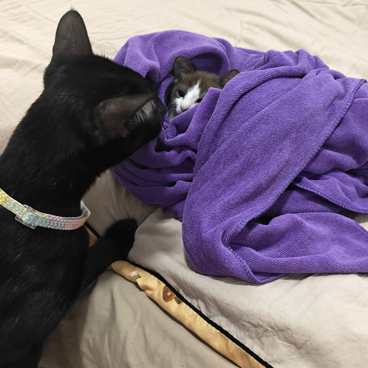 ป่นล์ tweet media