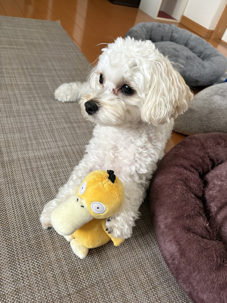 桐里レイ🐧✝️3/30〜アニサマ🔥 tweet media