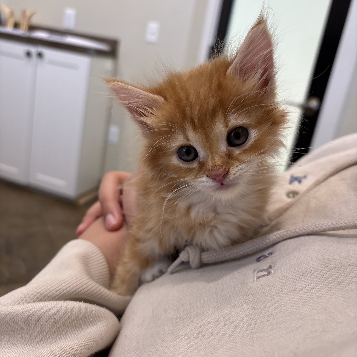 โ๏ฝกโงหส kass ษหโง๏ฝกโ tweet media