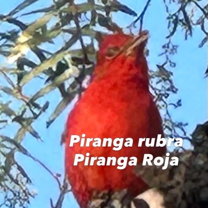 RescatandoChopo's tweet photo. Nos encontramos esta hermosa ave en nuestra 😍#ÁreaNaturalProtegida Parque Central y la verdad nos llenó de emoción https://t.co/VYsc5nIjHB