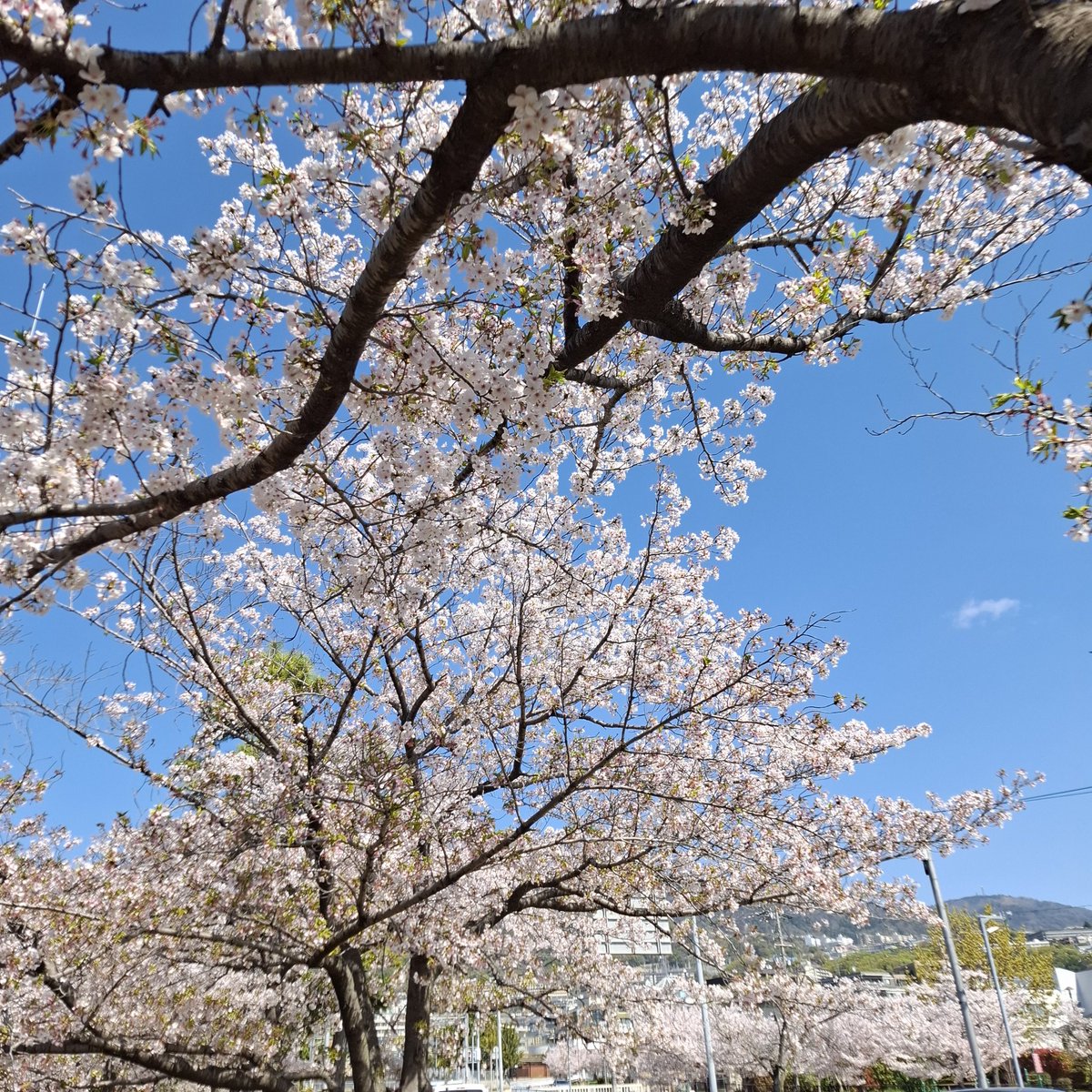 葉っぱは多くなりましたがまだ綺麗です?☀️ #もーにー