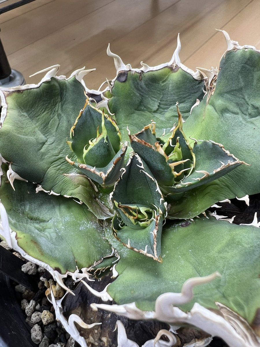 山健🌴 tweet media