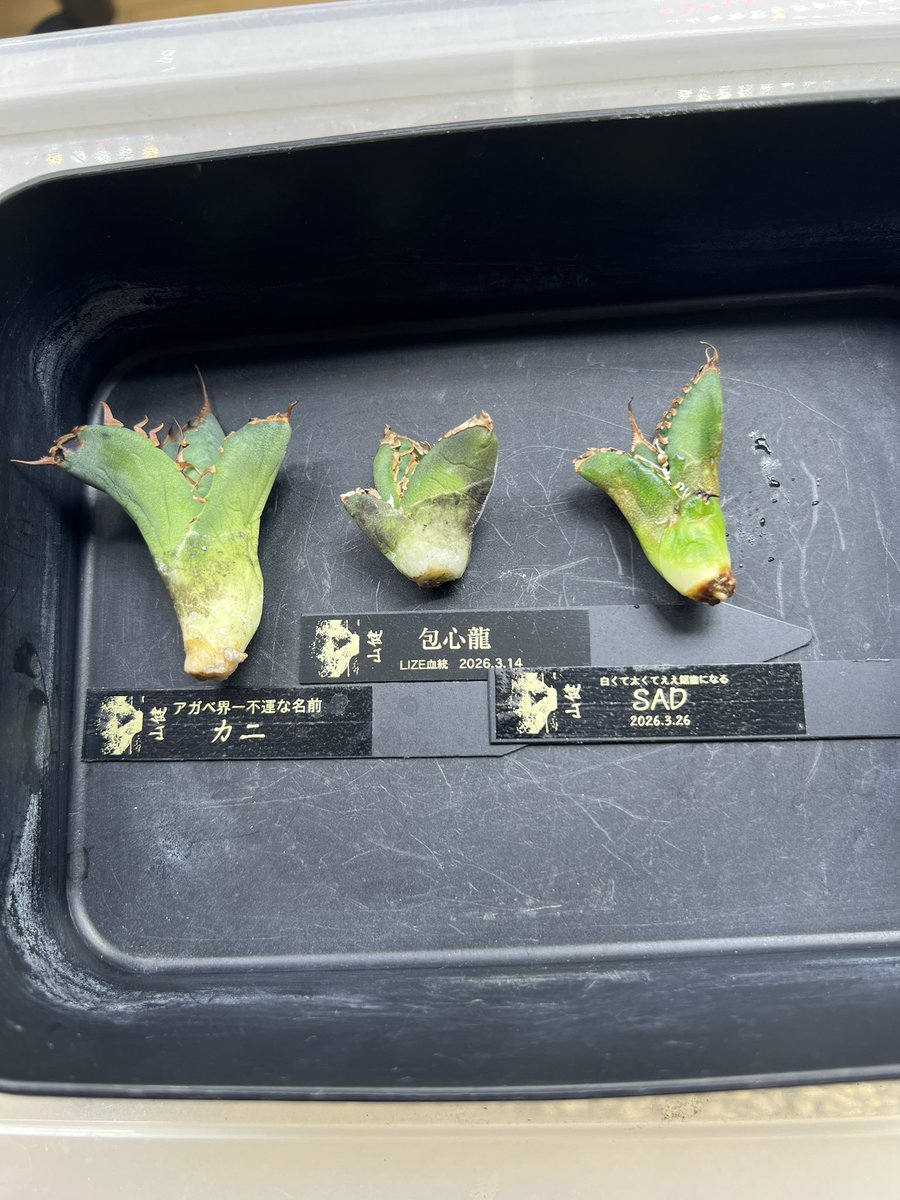 山健🌴 tweet media