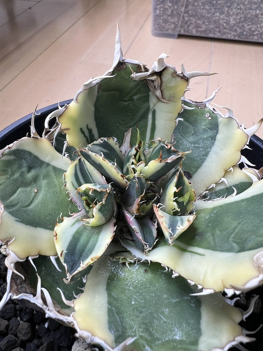 山健🌴 tweet media