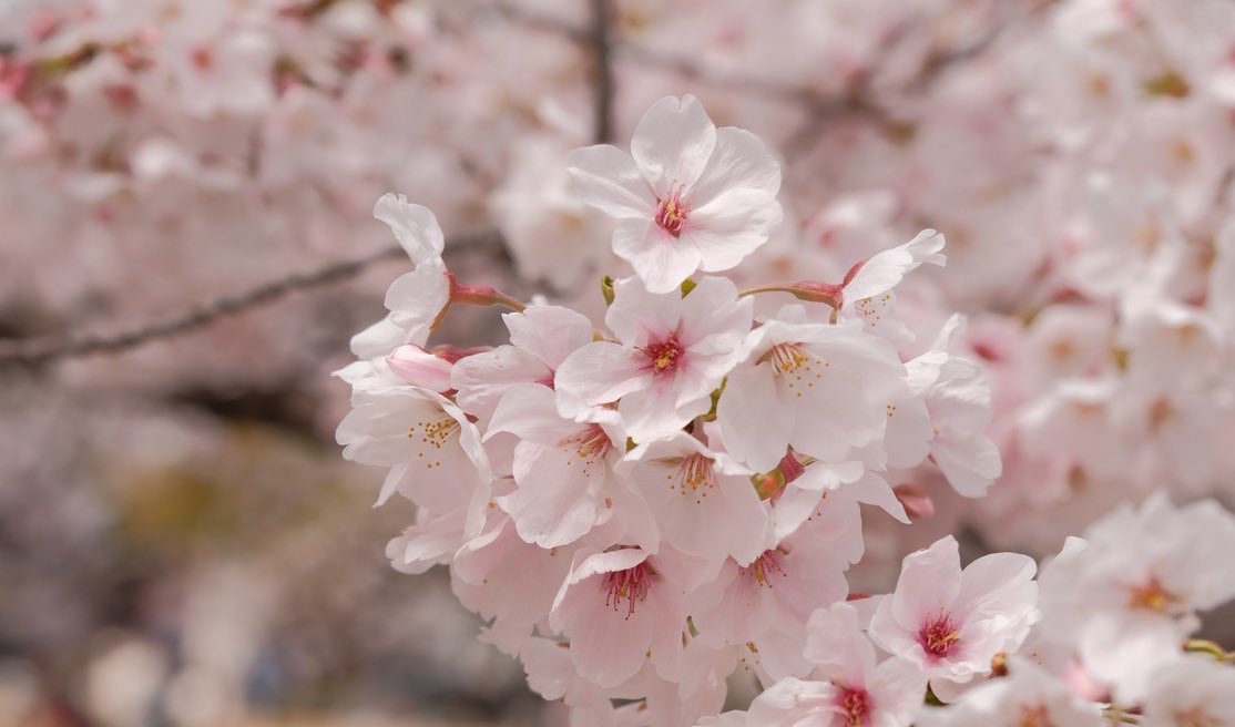 𝚛𝚘𝚔𝚞 tweet media