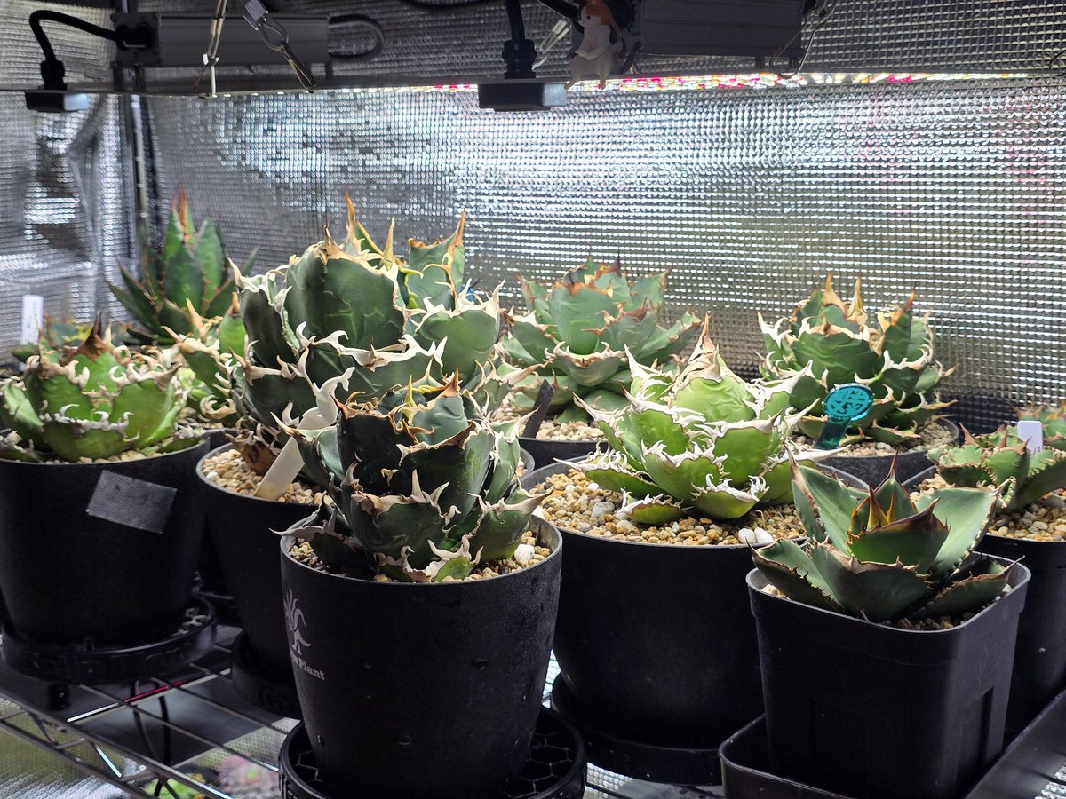 AGアガベ垢 tweet media