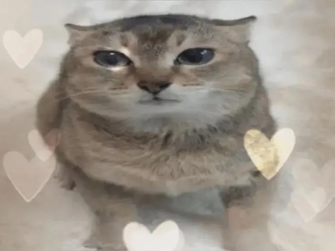 pala-chan tweet media