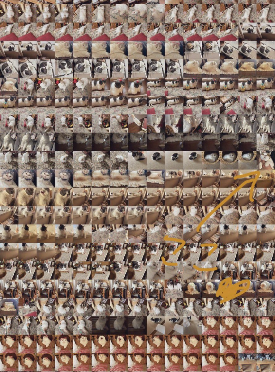 くう太と水玉。 tweet media