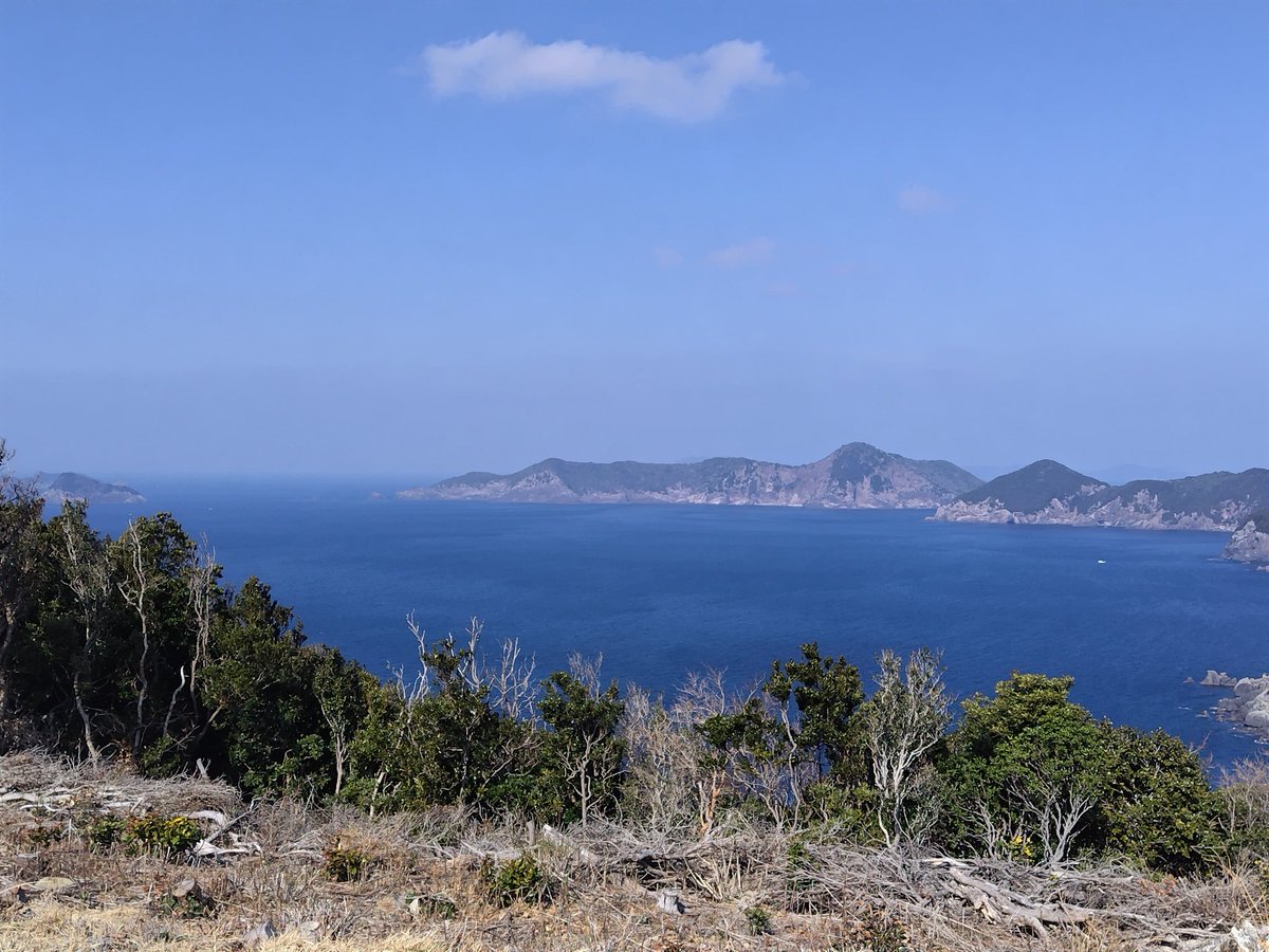 コーリュー tweet media