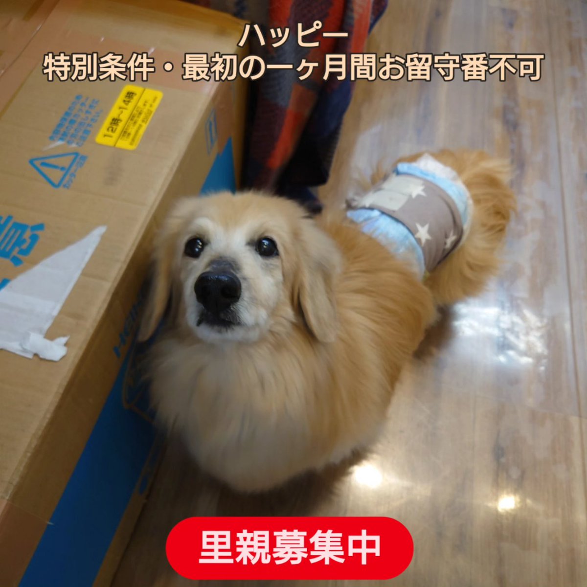温もりカフェ🐾保護犬里親募集中 tweet media