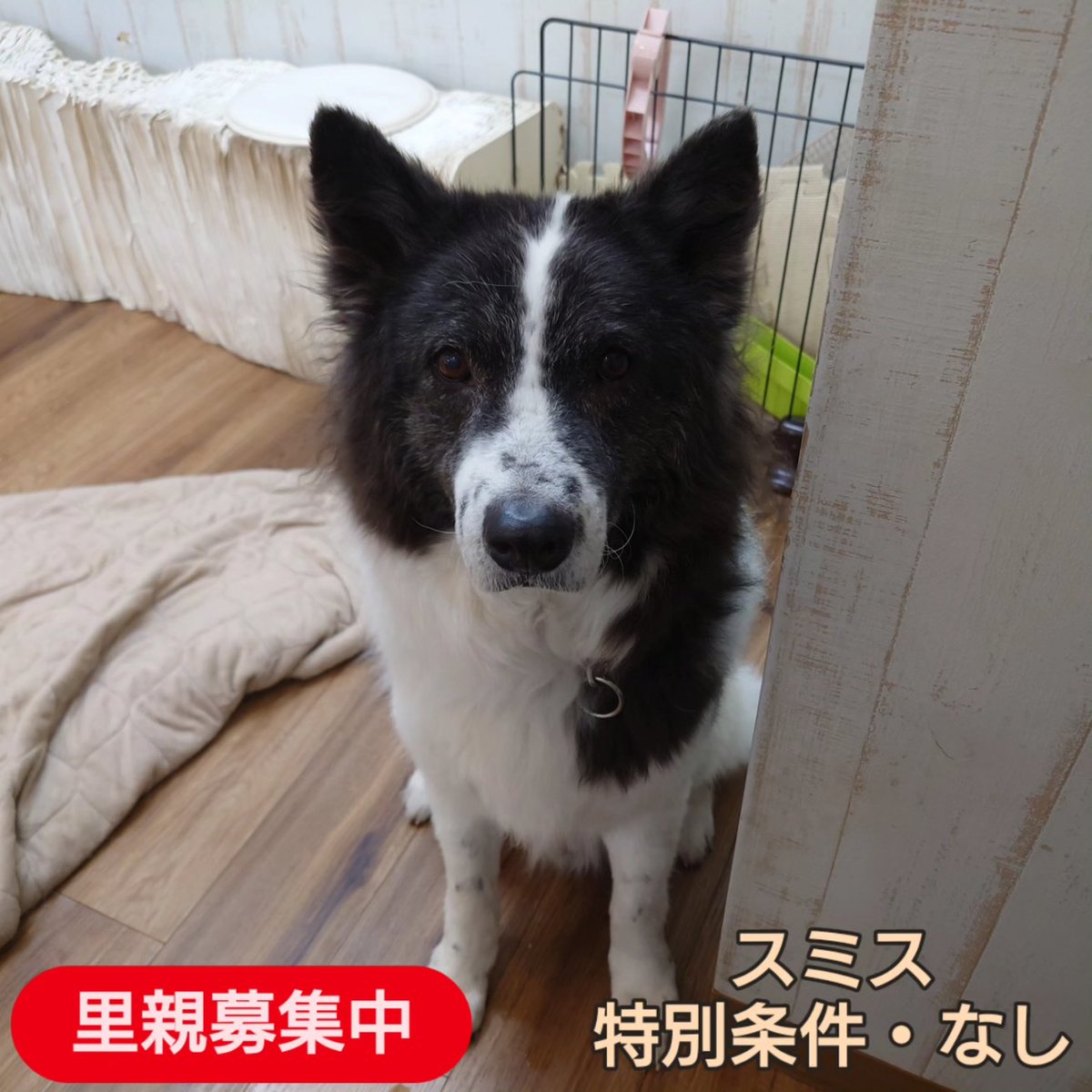 温もりカフェ🐾保護犬里親募集中 tweet media