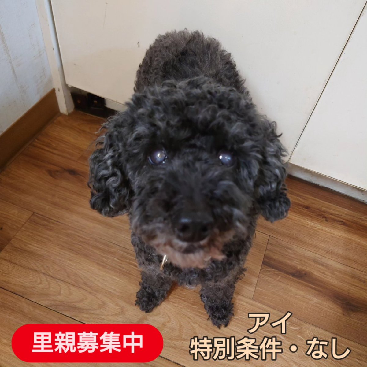 温もりカフェ🐾保護犬里親募集中 tweet media