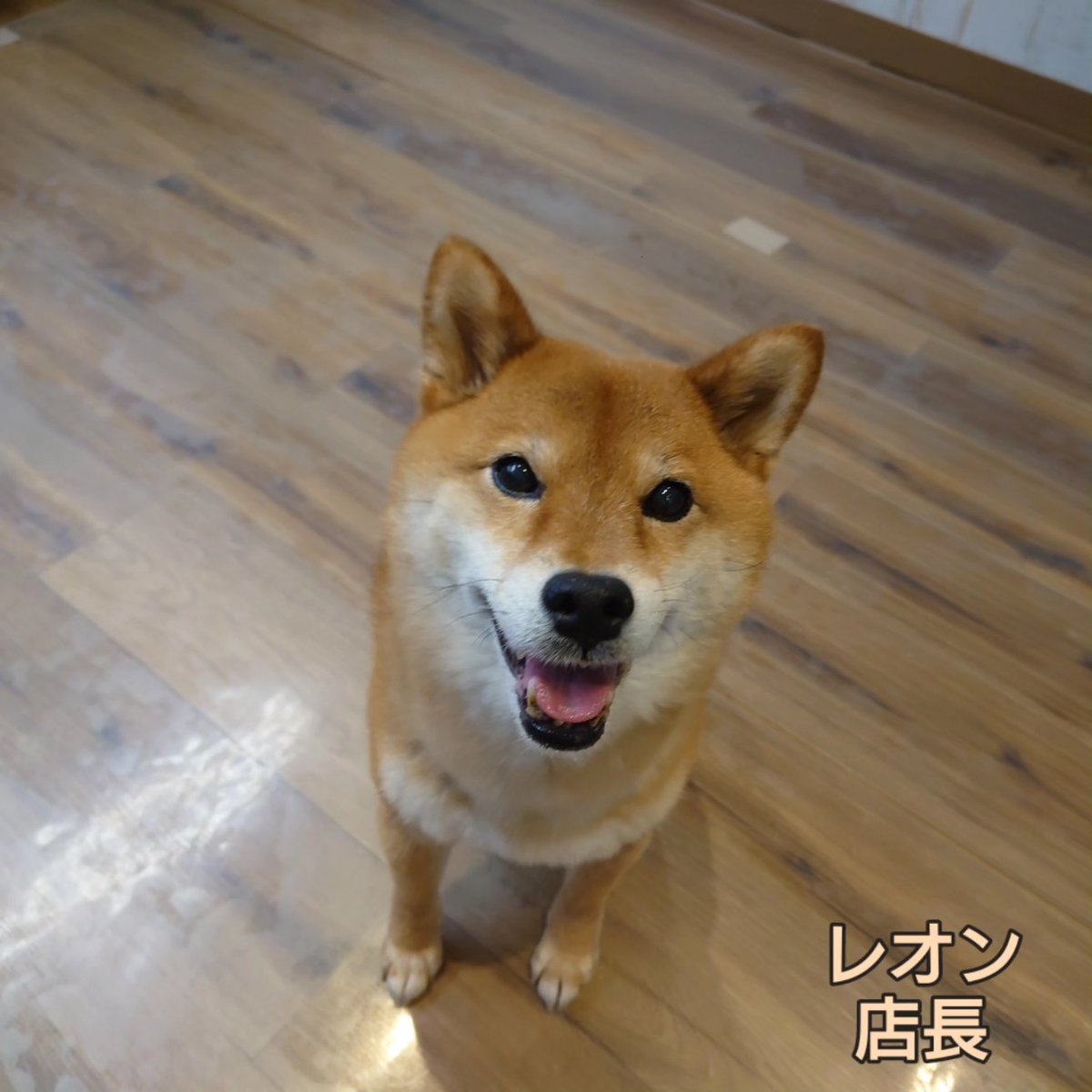温もりカフェ🐾保護犬里親募集中 tweet media