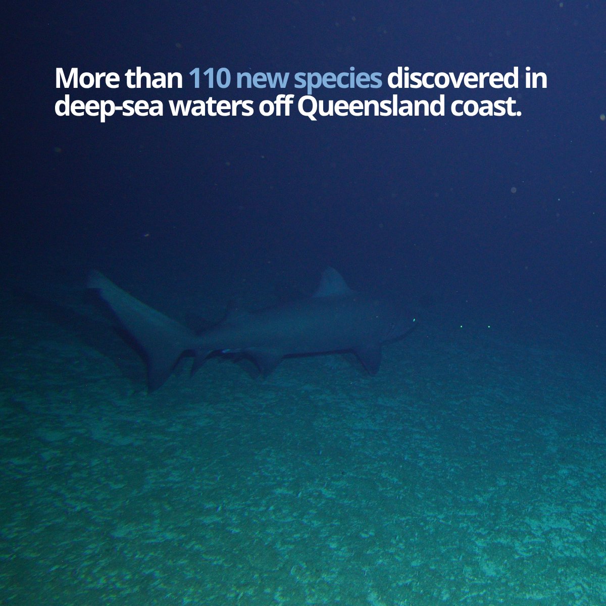 Queensland Science tweet media