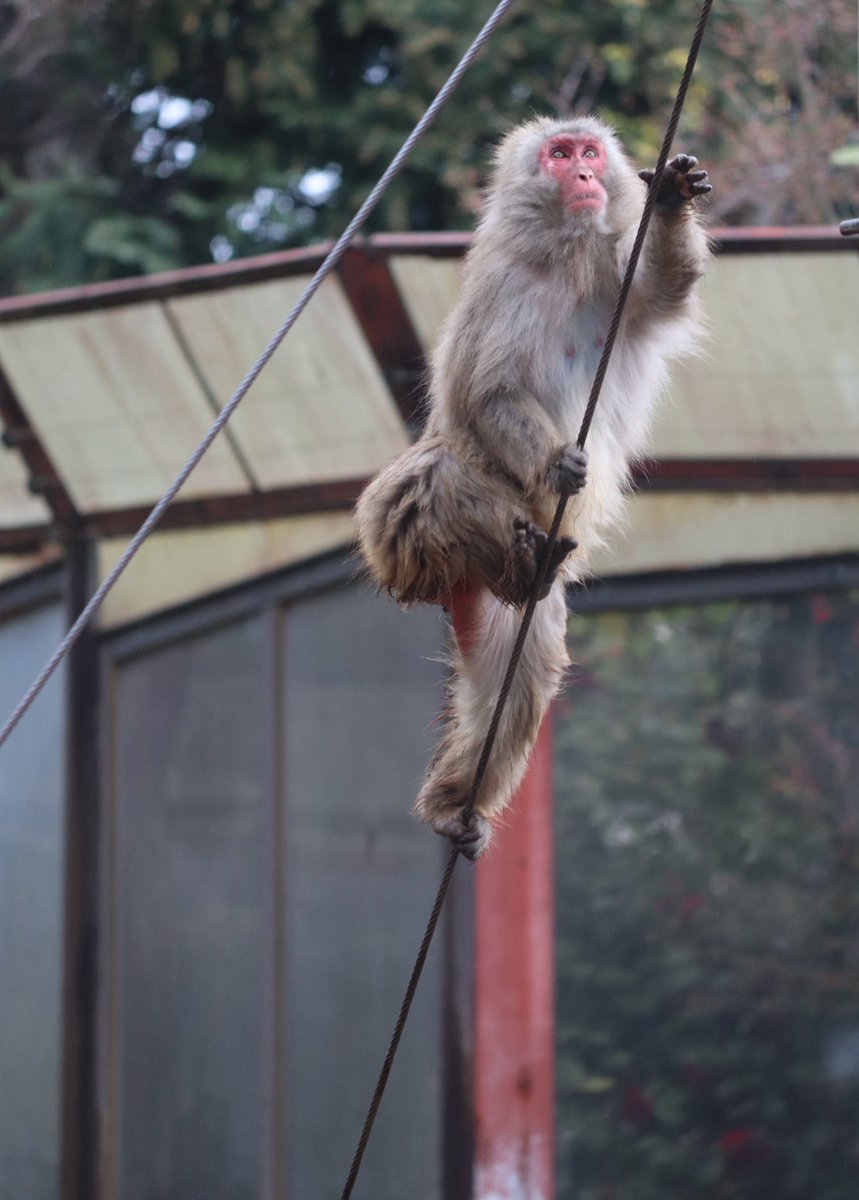 Takaosan_Saruen's tweet image. おはようございます☀️ワイヤーを上るコウメちゃん。前足だけではなく後足でもしっかりとワイヤーを掴んでいます。
#高尾山さる園野草園　#ニホンザル　#snow monkey #mttakao