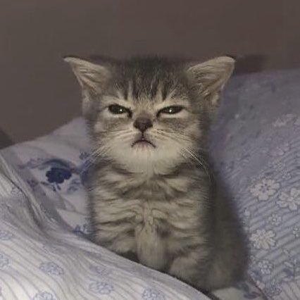 sspreencats's tweet photo. https://t.co/oTWfyZuJfX