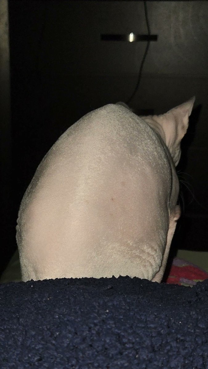 alice :3 tweet media