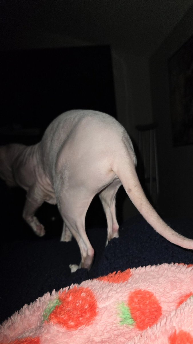 alice :3 tweet media