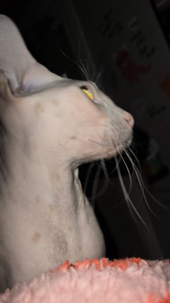 alice :3 tweet media