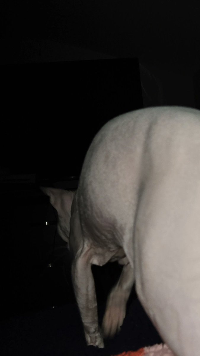 alice :3 tweet media