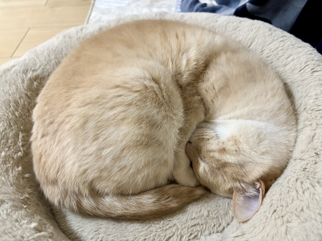 いとー tweet media