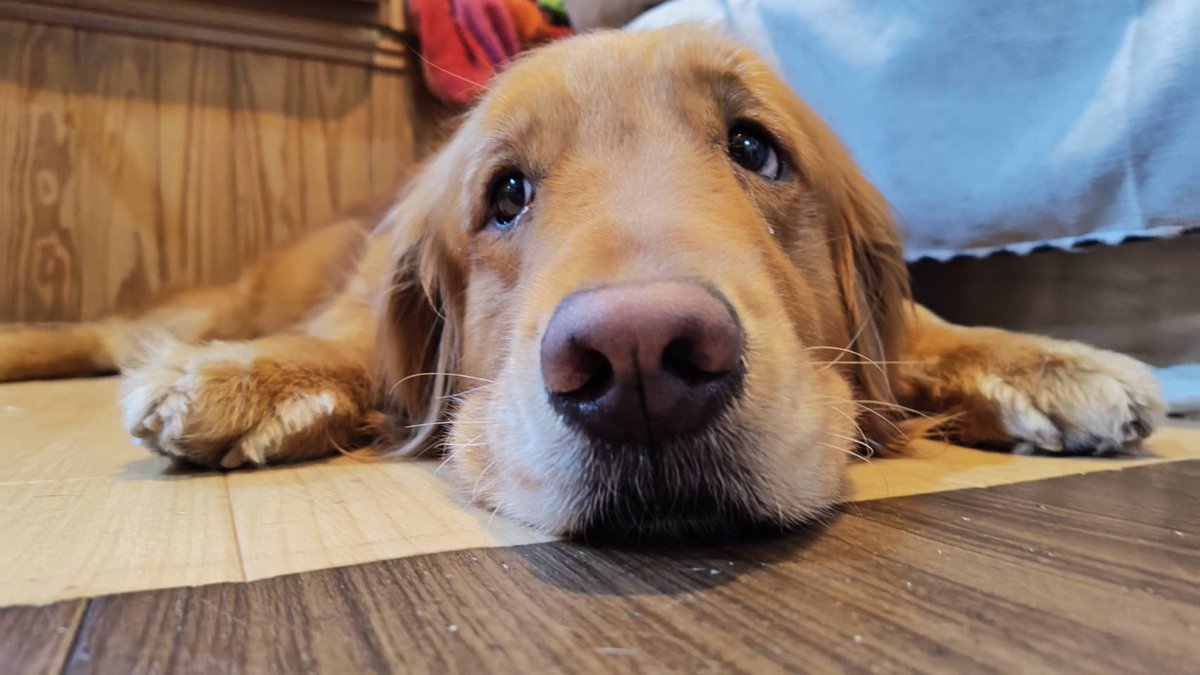 アニマルカフェけだま【貸切ふれあいのため予約制】 tweet media