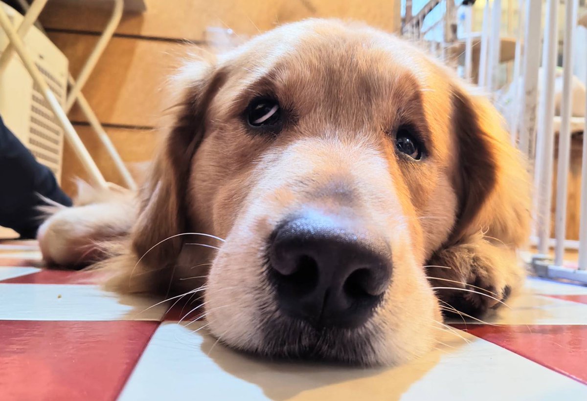 アニマルカフェけだま【貸切ふれあいのため予約制】 tweet media