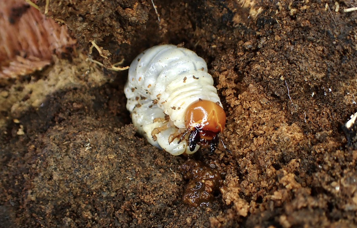 まわし tweet media