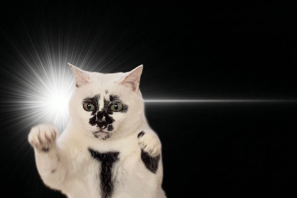 熱海 Muddy Cat tweet media