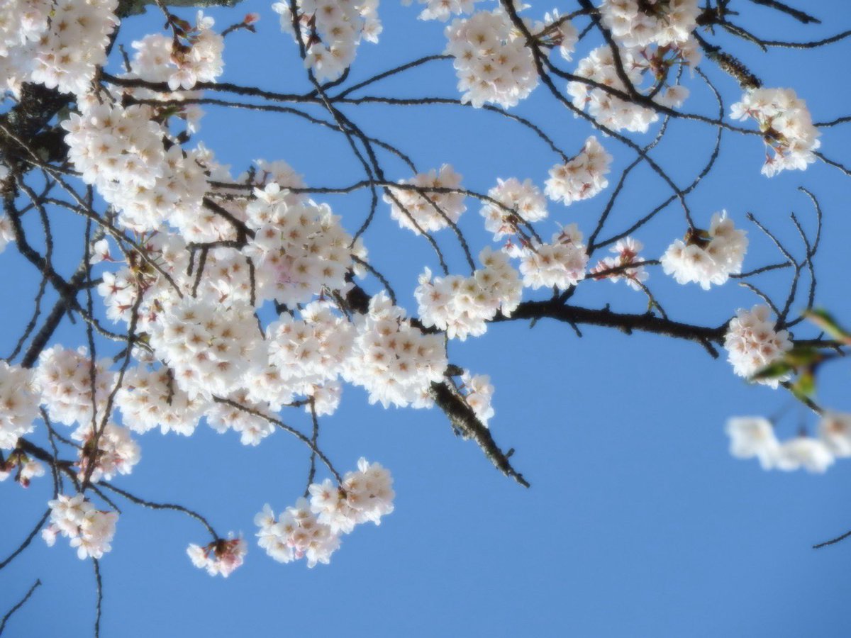 那須も桜が満開です🌸

道の駅や公園、那須街道でも桜を楽しむことができます✨

春の那須もぜひお楽しみください♬

#whitelamp #那須