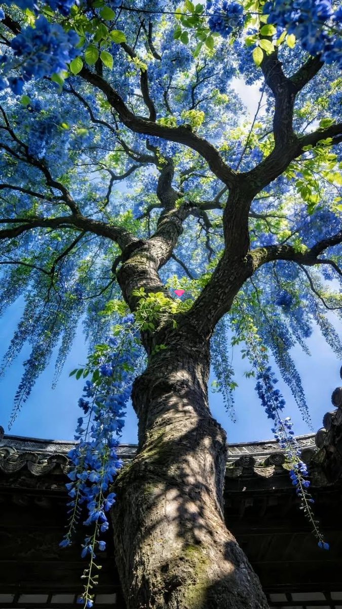 ★彡 𝓐𝓵𝓲𝓬𝓲𝓪 彡★ tweet media