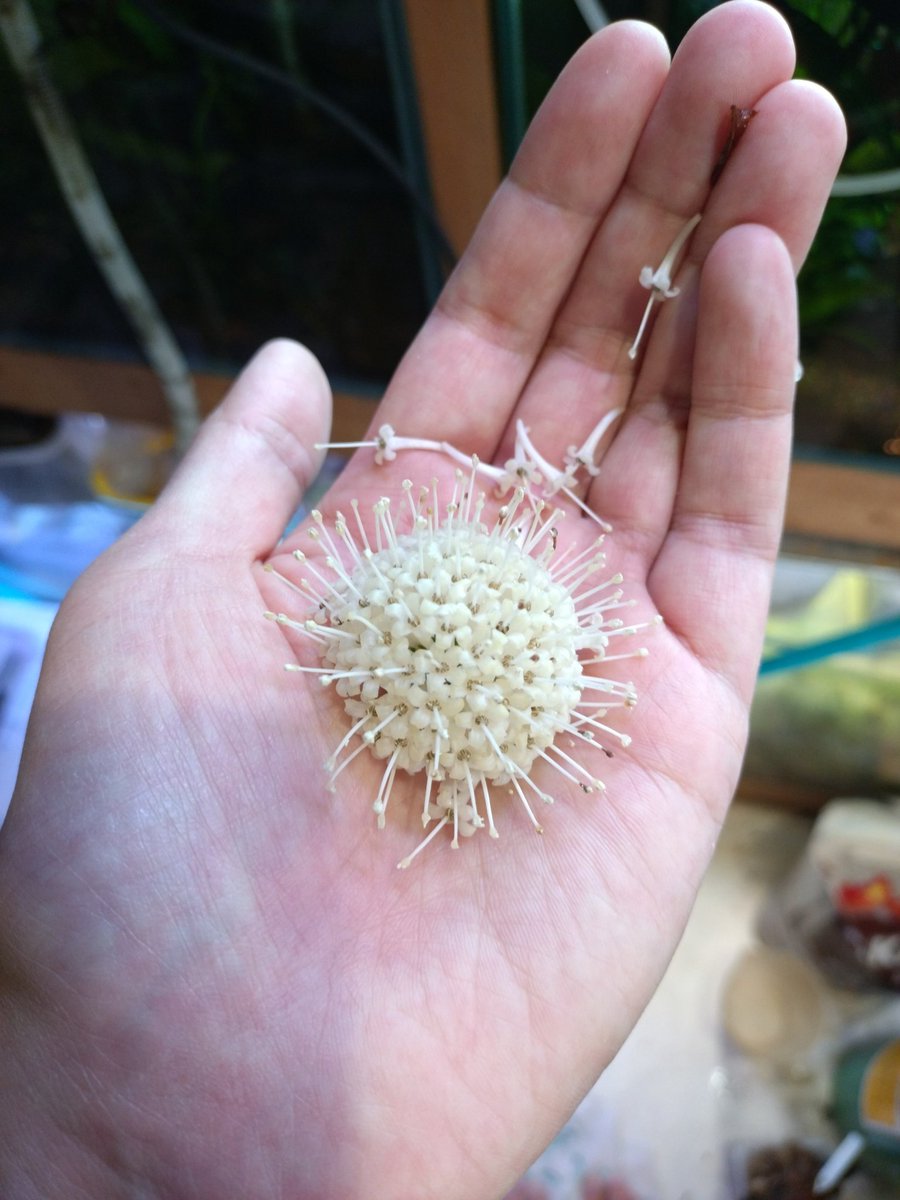 660KB@トウキョー tweet media