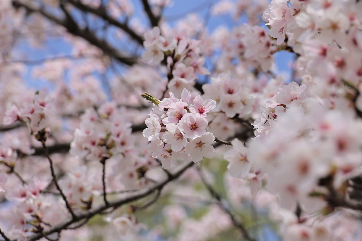 陸上自衛隊　第６師団 tweet media