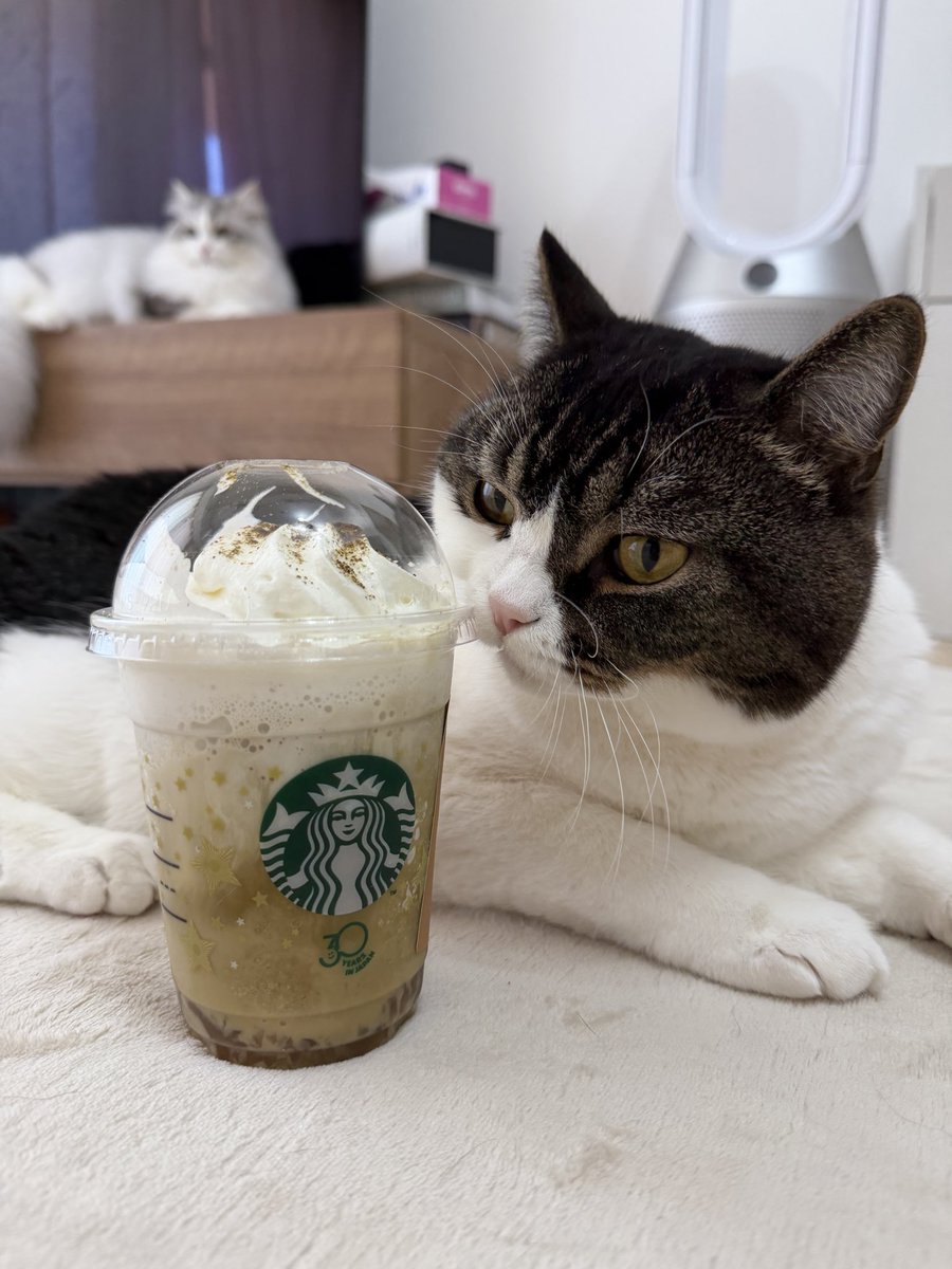 しっぽ tweet media