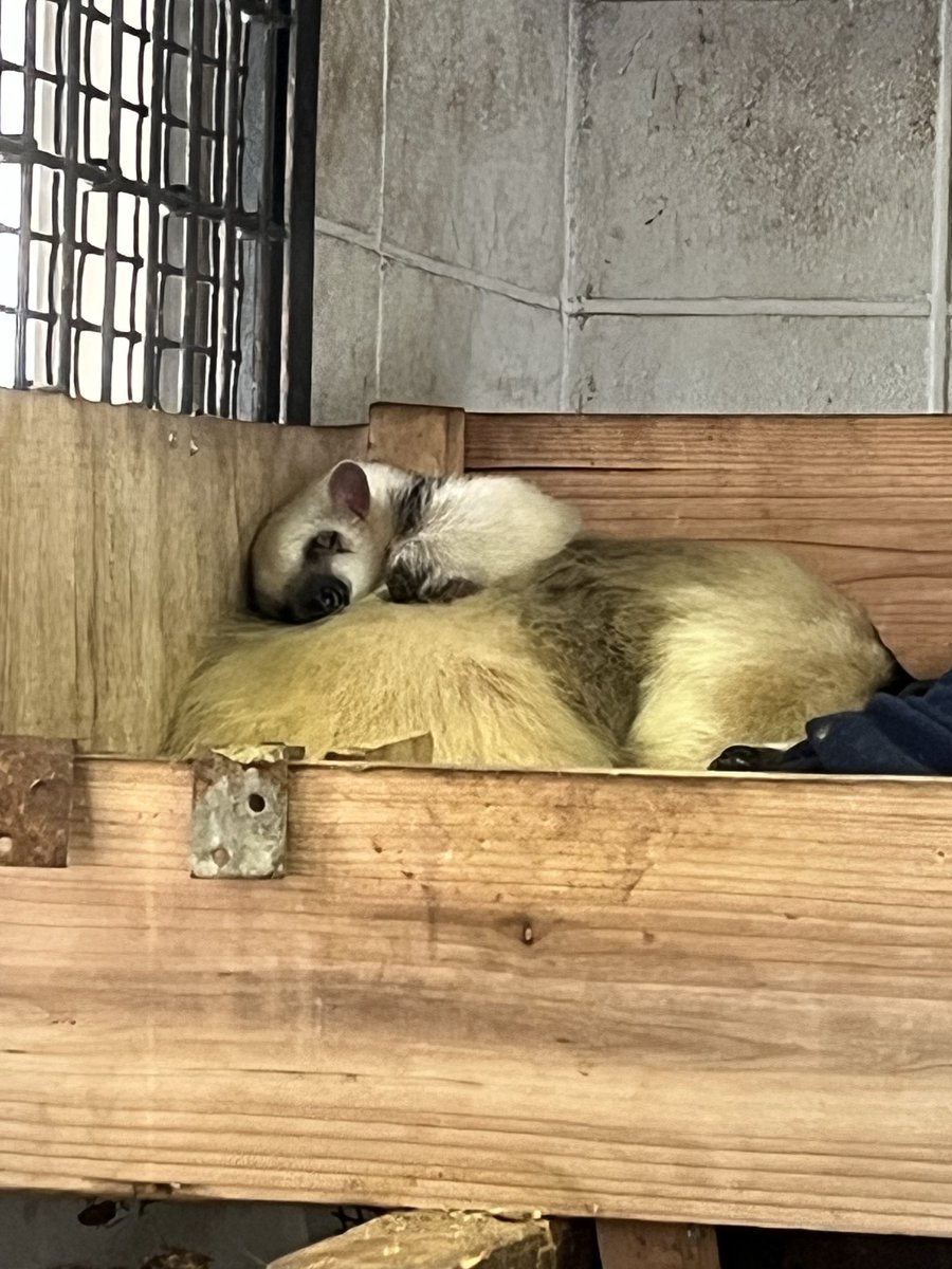 サヨコロ tweet media