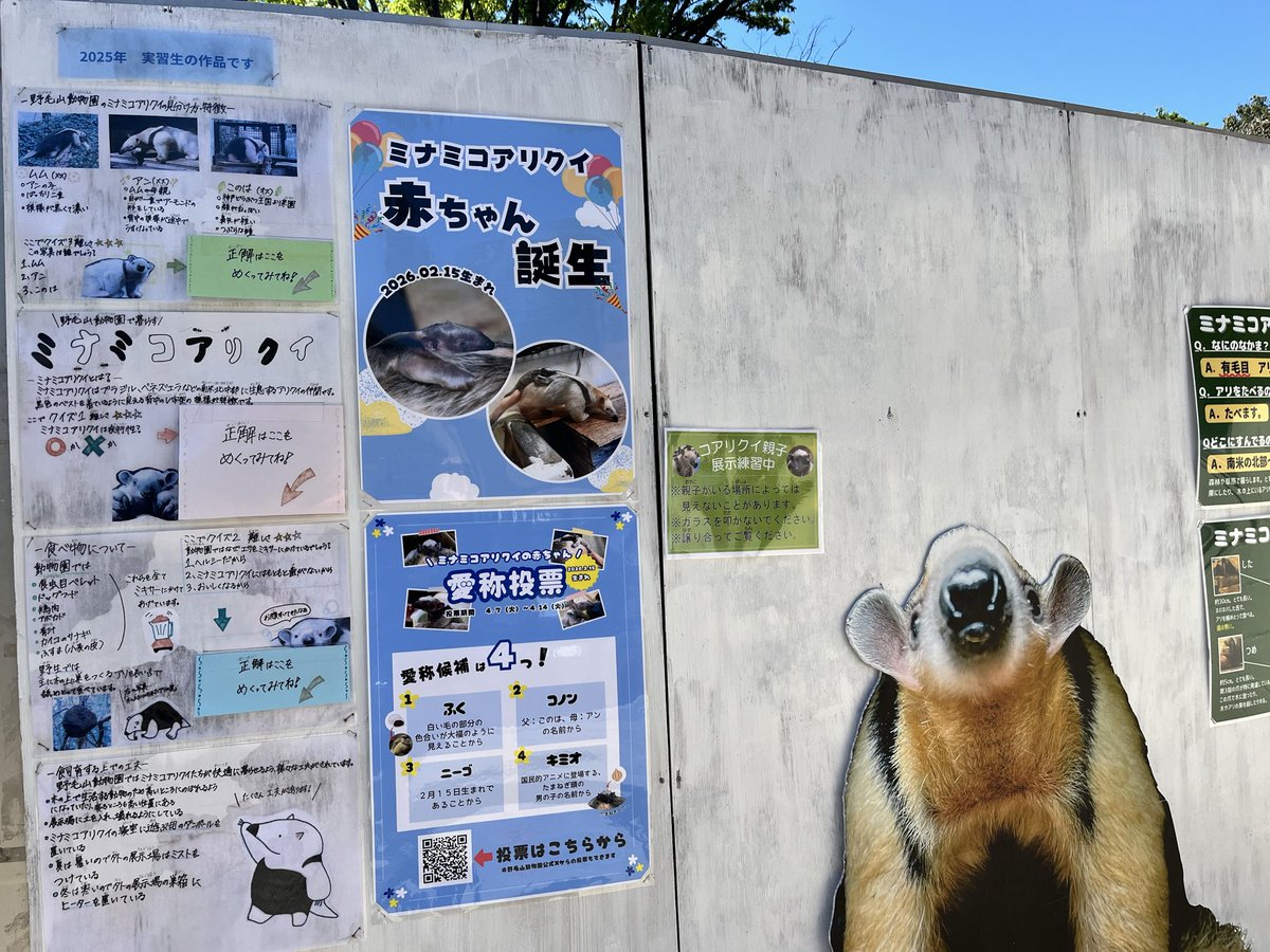 サヨコロ tweet media