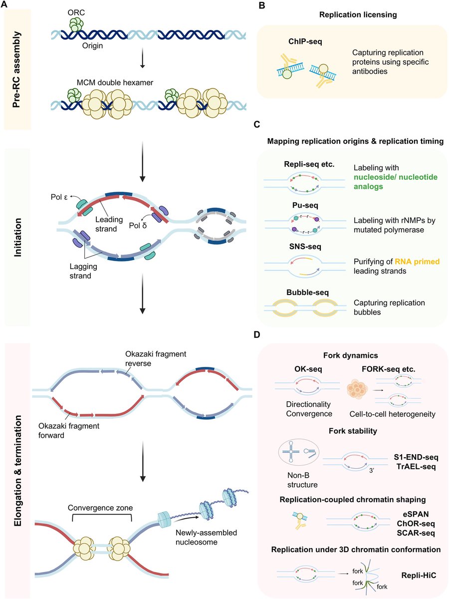 SciencNews's tweet image. This review summarizes HTS-based techs profiling the full DNA repl. program (initiation, elongation, termination, repl. timing) &amp;amp; pathways in DNA damage detection/repair. Highlights their use in studying embryonic dev., cancer &amp;amp; genome editing. 

#biology #genomics #Technology