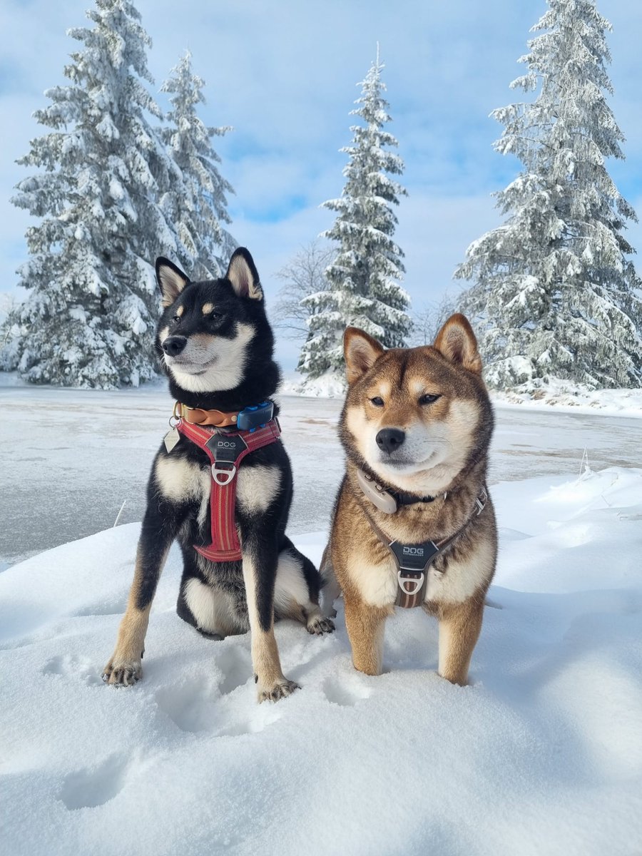 SnOOpDawg tweet media